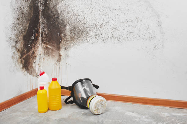 Best Professional Mold Removal  in Blackhawk, SD