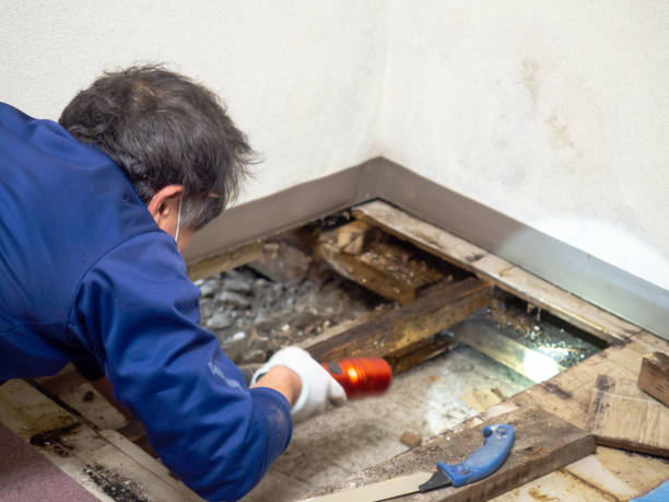 Best Mold Cleaning Services  in Blackhawk, SD