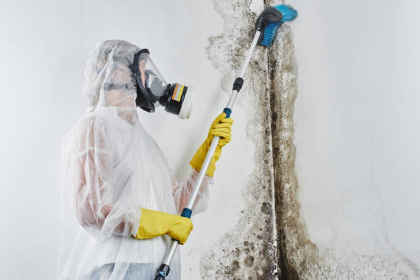 Professional Mold Removal in Blackhawk, SD