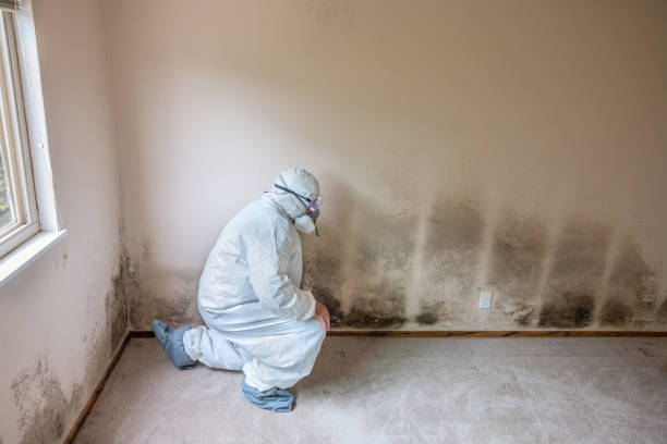 Best Fast Mold Removal  in Blackhawk, SD