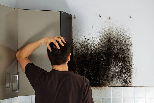 Best Mold Remediation  in Blackhawk, SD